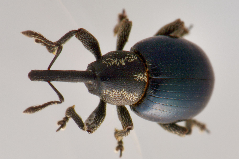 Curculionidae:   Smicronyx cyaneus